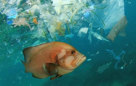 Tìm thấy vi nhựa trong 3/4 số loài cá thương mại